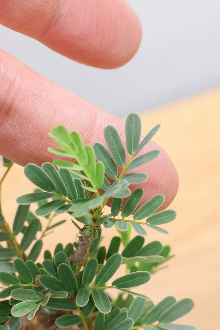 【センナ メリディオナリス】全高18cm！APEGOでは初入荷の個性的な植物！夜になると葉を閉じる性質がありますので育て甲斐がありますよ！