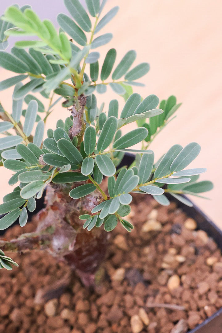 【センナ メリディオナリス】全高18cm！APEGOでは初入荷の個性的な植物！夜になると葉を閉じる性質がありますので育て甲斐がありますよ！