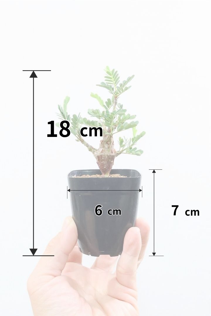 【センナ メリディオナリス】全高18cm！APEGOでは初入荷の個性的な植物！夜になると葉を閉じる性質がありますので育て甲斐がありますよ！