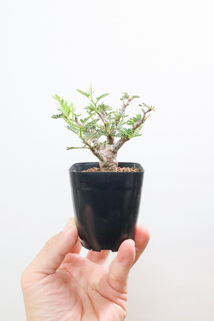 【センナ メリディオナリス】全高15cm！APEGOでは初入荷の個性的な植物！夜になると葉を閉じる性質があります！枝分かれが多い個体です！