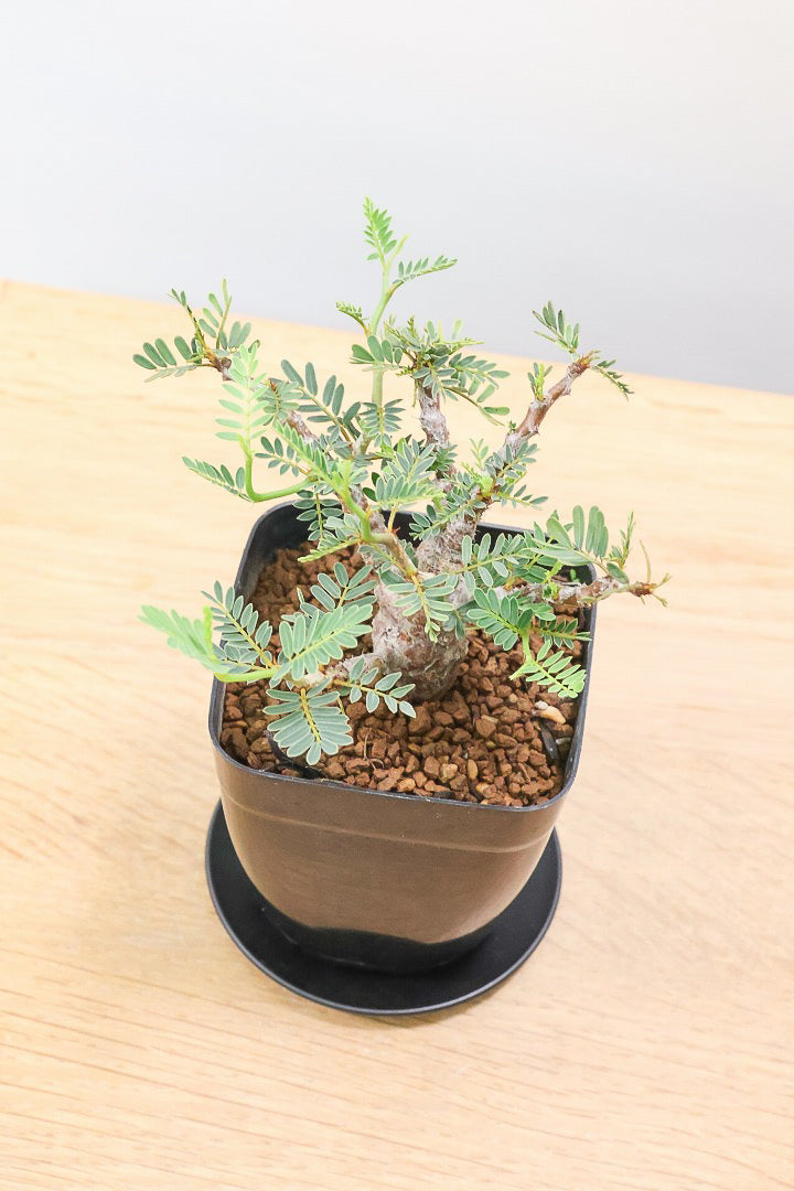【センナ メリディオナリス】全高15cm！APEGOでは初入荷の個性的な植物！夜になると葉を閉じる性質があります！枝分かれが多い個体です！