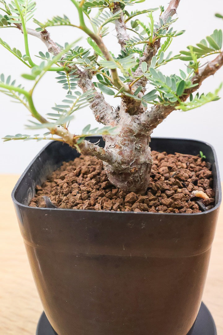 【センナ メリディオナリス】全高15cm！APEGOでは初入荷の個性的な植物！夜になると葉を閉じる性質があります！枝分かれが多い個体です！