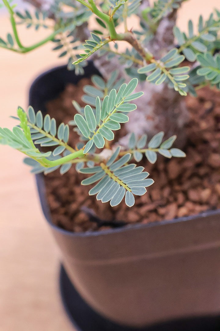 【センナ メリディオナリス】全高15cm！APEGOでは初入荷の個性的な植物！夜になると葉を閉じる性質があります！枝分かれが多い個体です！
