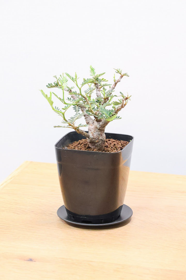 【センナ メリディオナリス】全高15cm！APEGOでは初入荷の個性的な植物！夜になると葉を閉じる性質があります！枝分かれが多い個体です！