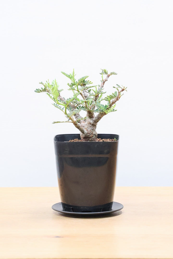 【センナ メリディオナリス】全高15cm！APEGOでは初入荷の個性的な植物！夜になると葉を閉じる性質があります！枝分かれが多い個体です！