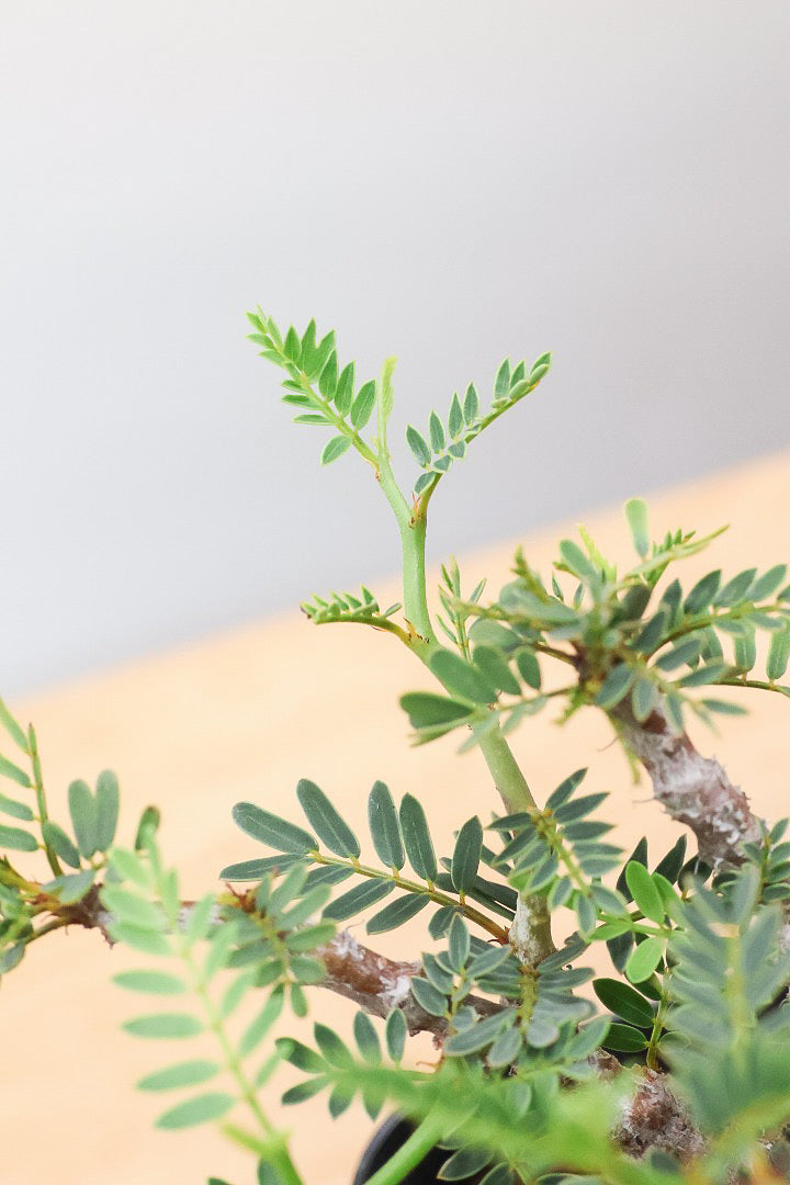 【センナ メリディオナリス】全高15cm！APEGOでは初入荷の個性的な植物！夜になると葉を閉じる性質があります！枝分かれが多い個体です！
