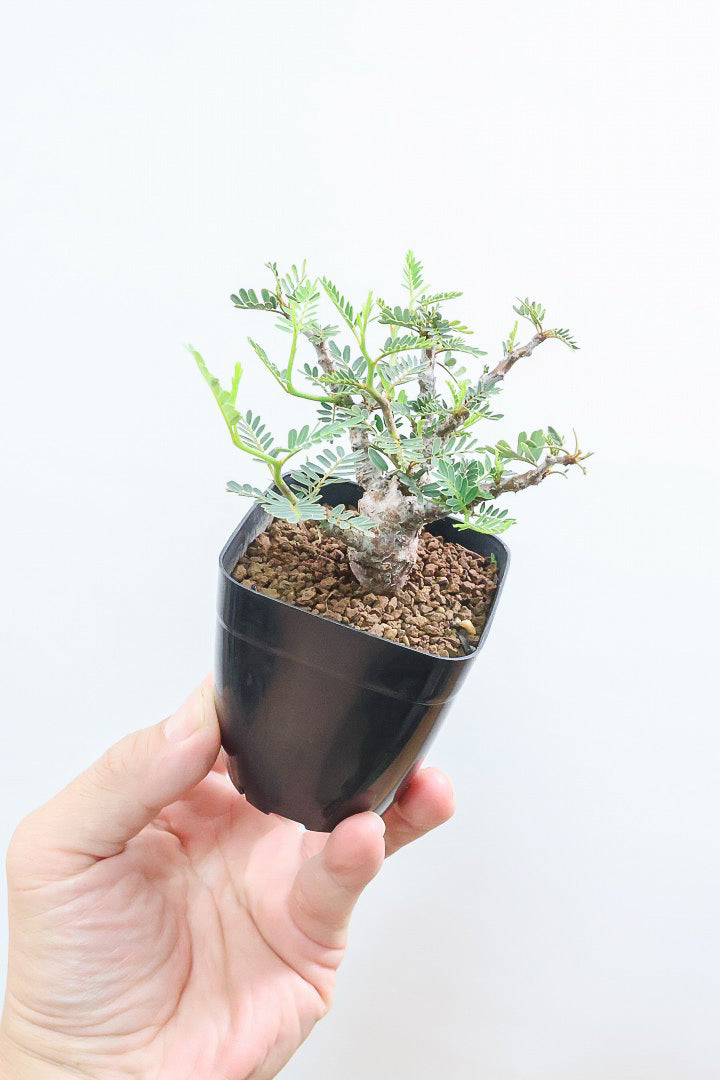 【センナ メリディオナリス】全高15cm！APEGOでは初入荷の個性的な植物！夜になると葉を閉じる性質があります！枝分かれが多い個体です！