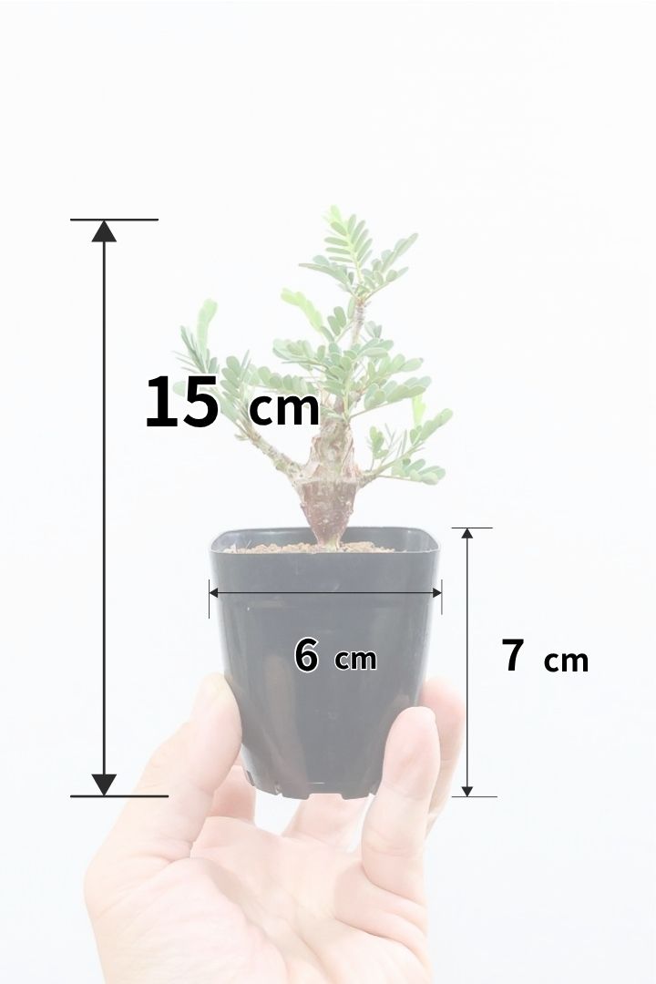 【センナ メリディオナリス】全高15cm！APEGOでは初入荷の個性的な植物！夜になると葉を閉じる性質があります！枝分かれが多い個体です！