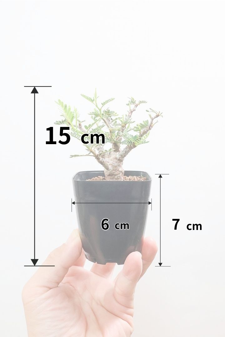 【センナ メリディオナリス】全高15cm！APEGOでは初入荷の個性的な植物！夜になると葉を閉じる性質があります！枝分かれが多い個体です！