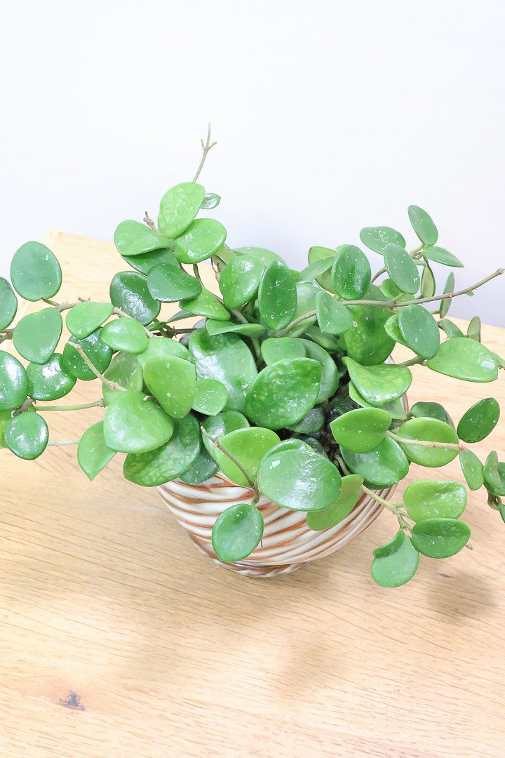 【ホヤ マチルダ】全高16cm！まあるい葉がとてもかわいい！そして名前もとってもかわいいホヤ。ボリュームは保証しますよ！