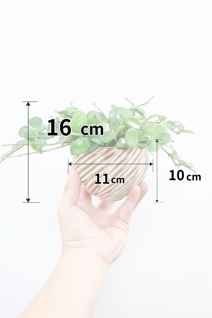 【ホヤ マチルダ】全高16cm！まあるい葉がとてもかわいい！そして名前もとってもかわいいホヤ。ボリュームは保証しますよ！