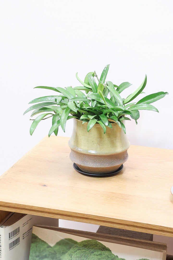 【ホヤ チャイナビーン】全高19cm！APEGOではかなり久々の入荷！葉のフォルムから「ビーン」という名前が付きました