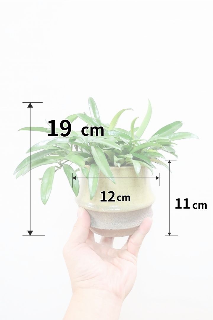 【ホヤ チャイナビーン】全高19cm！APEGOではかなり久々の入荷！葉のフォルムから「ビーン」という名前が付きました