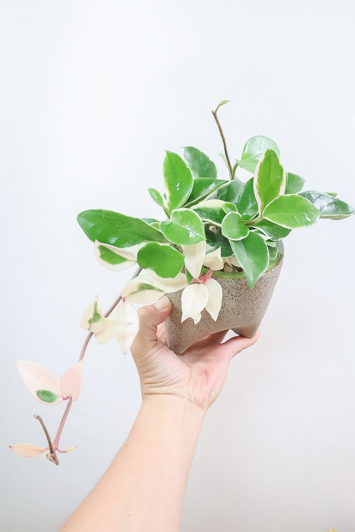 【ホヤ リップカラー】全高25cm！仕入れの時に見つけてきました！この葉色は唯一無二！長いツルが素敵な美しい個体です