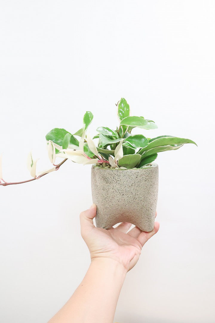 【ホヤ リップカラー】全高25cm！仕入れの時に見つけてきました！この葉色は唯一無二！長いツルが素敵な美しい個体です