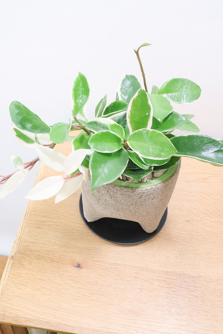 【ホヤ リップカラー】全高25cm！仕入れの時に見つけてきました！この葉色は唯一無二！長いツルが素敵な美しい個体です