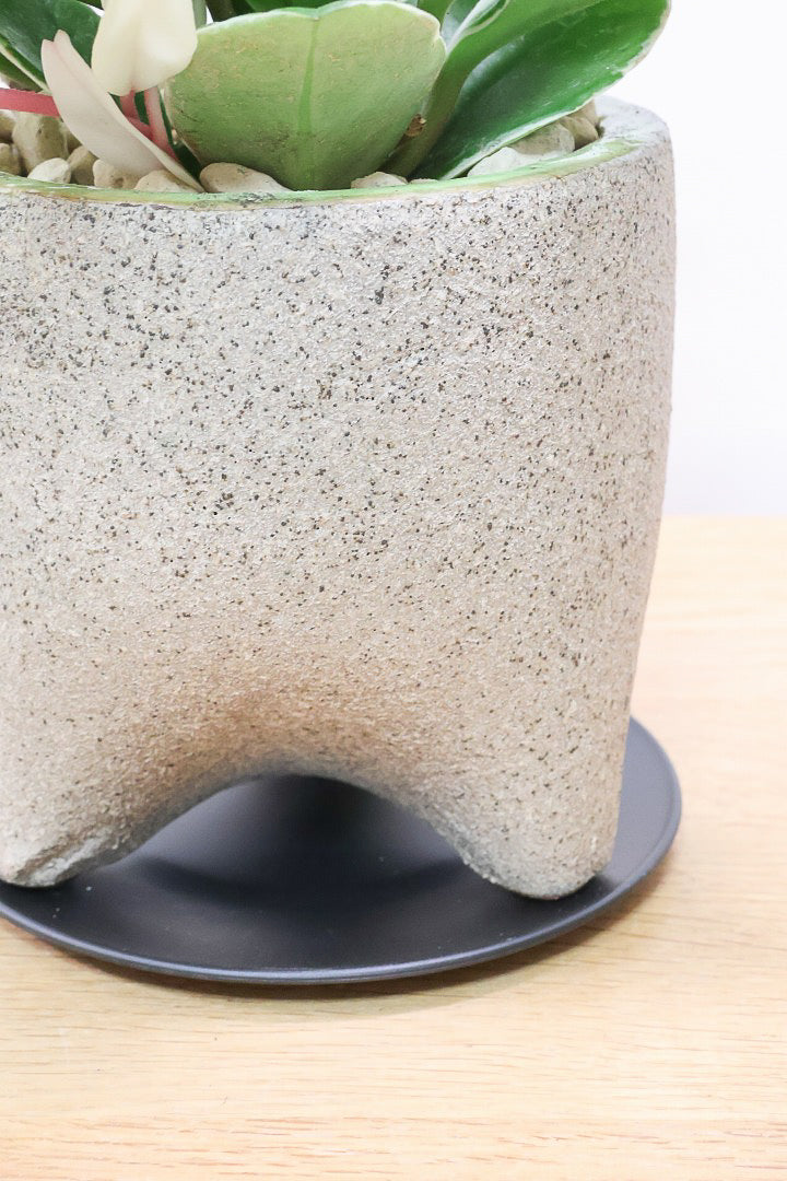 【ホヤ リップカラー】全高25cm！仕入れの時に見つけてきました！この葉色は唯一無二！長いツルが素敵な美しい個体です
