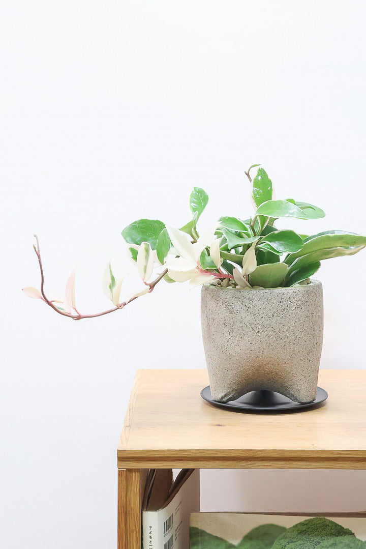 【ホヤ リップカラー】全高25cm！仕入れの時に見つけてきました！この葉色は唯一無二！長いツルが素敵な美しい個体です