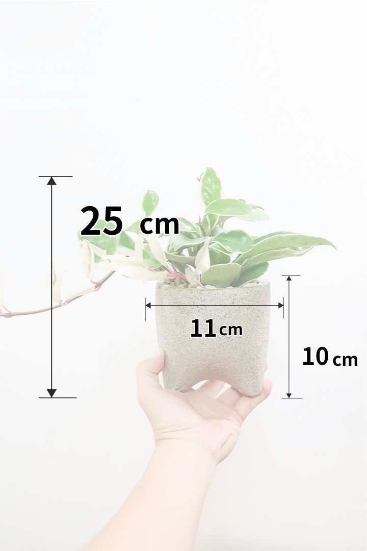 【ホヤ リップカラー】全高25cm！仕入れの時に見つけてきました！この葉色は唯一無二！長いツルが素敵な美しい個体です