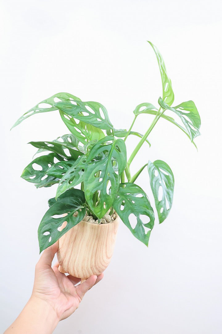 【マドカズラ】全高43cm！モンステラの仲間なんです！木目調のデザインがステキなPOT！脚付きなところもかわいいポイントですよね♪