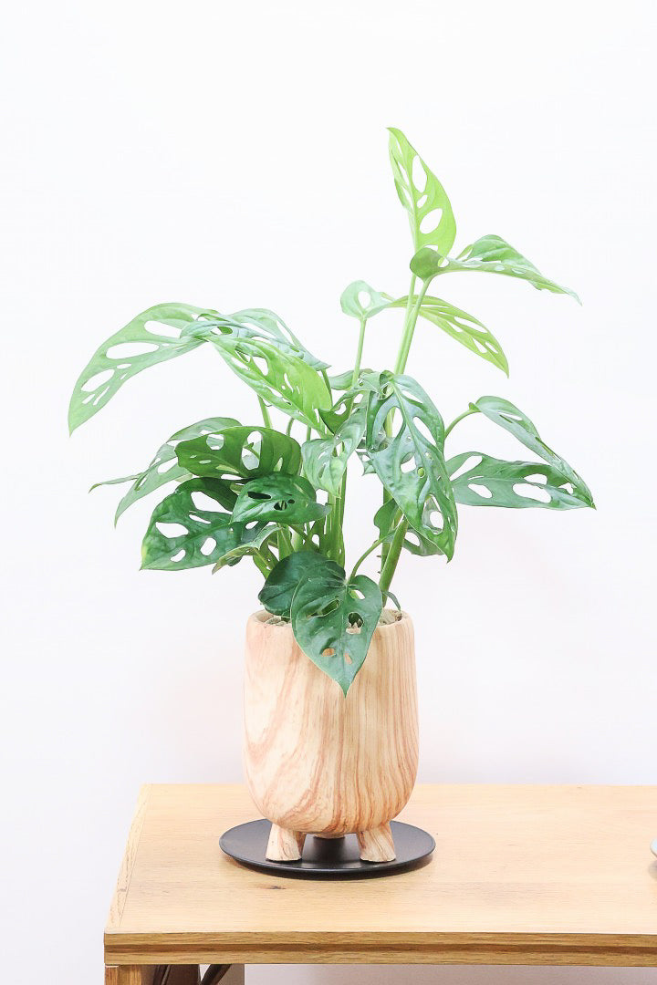 【マドカズラ】全高43cm！モンステラの仲間なんです！木目調のデザインがステキなPOT！脚付きなところもかわいいポイントですよね♪