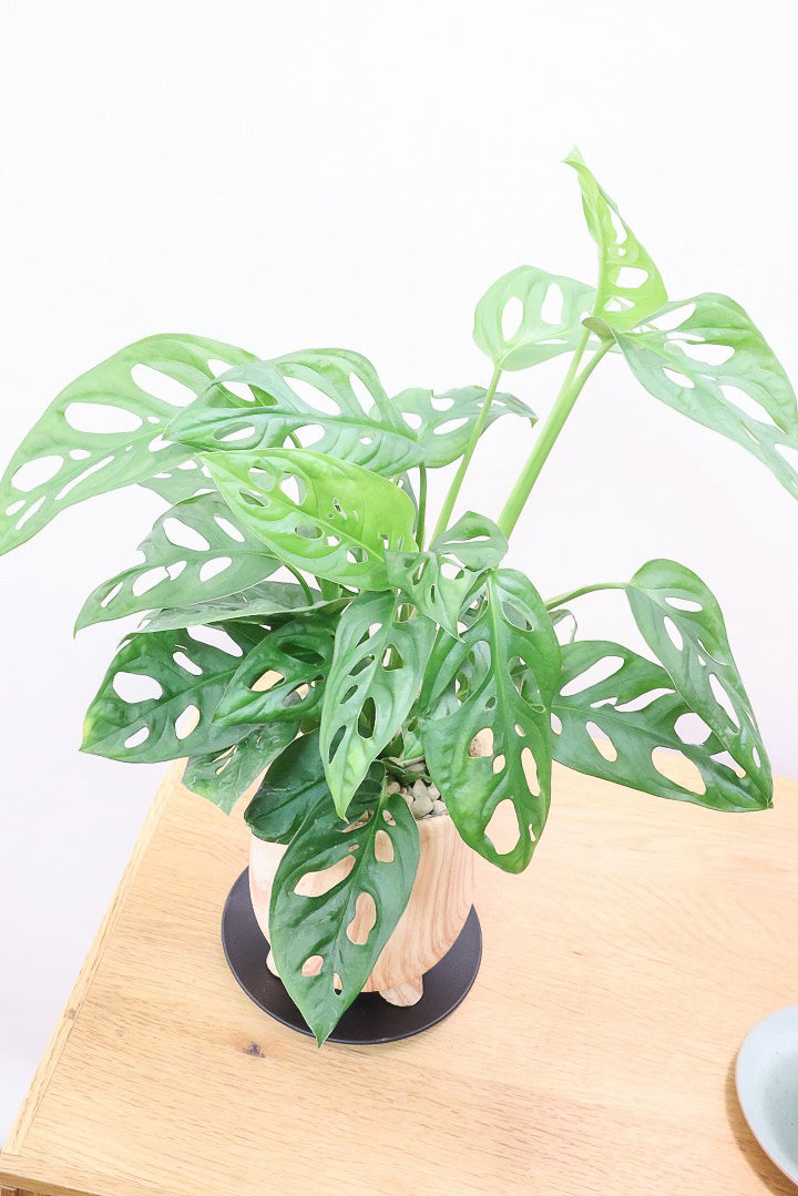 【マドカズラ】全高43cm！モンステラの仲間なんです！木目調のデザインがステキなPOT！脚付きなところもかわいいポイントですよね♪