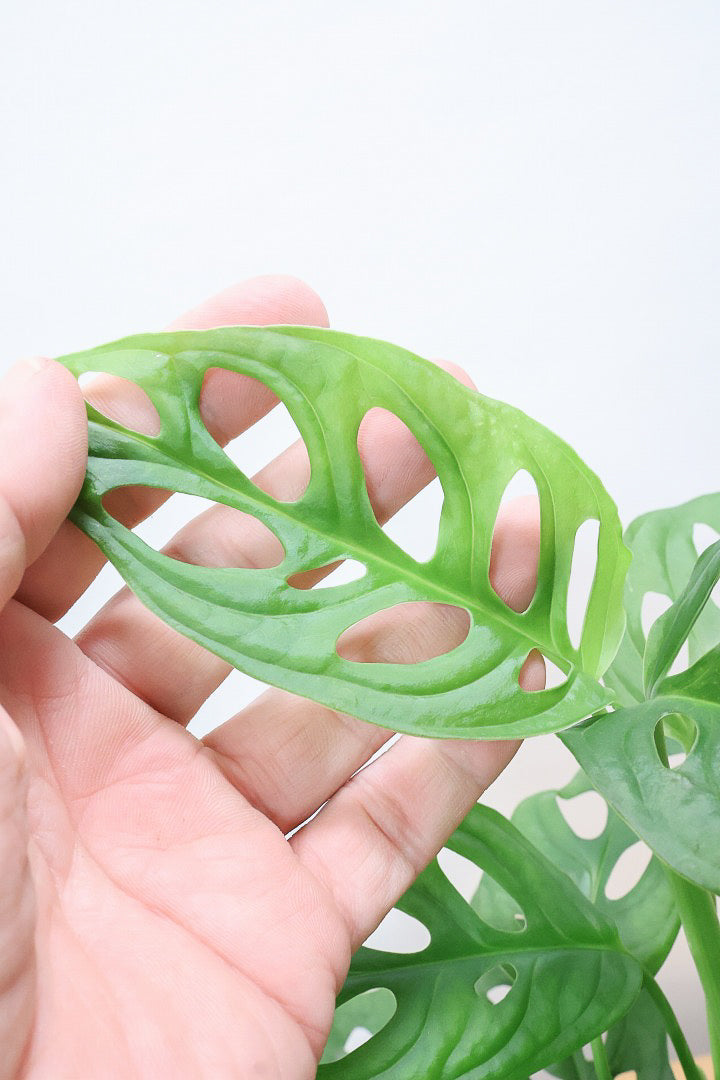 【マドカズラ】全高43cm！モンステラの仲間なんです！木目調のデザインがステキなPOT！脚付きなところもかわいいポイントですよね♪
