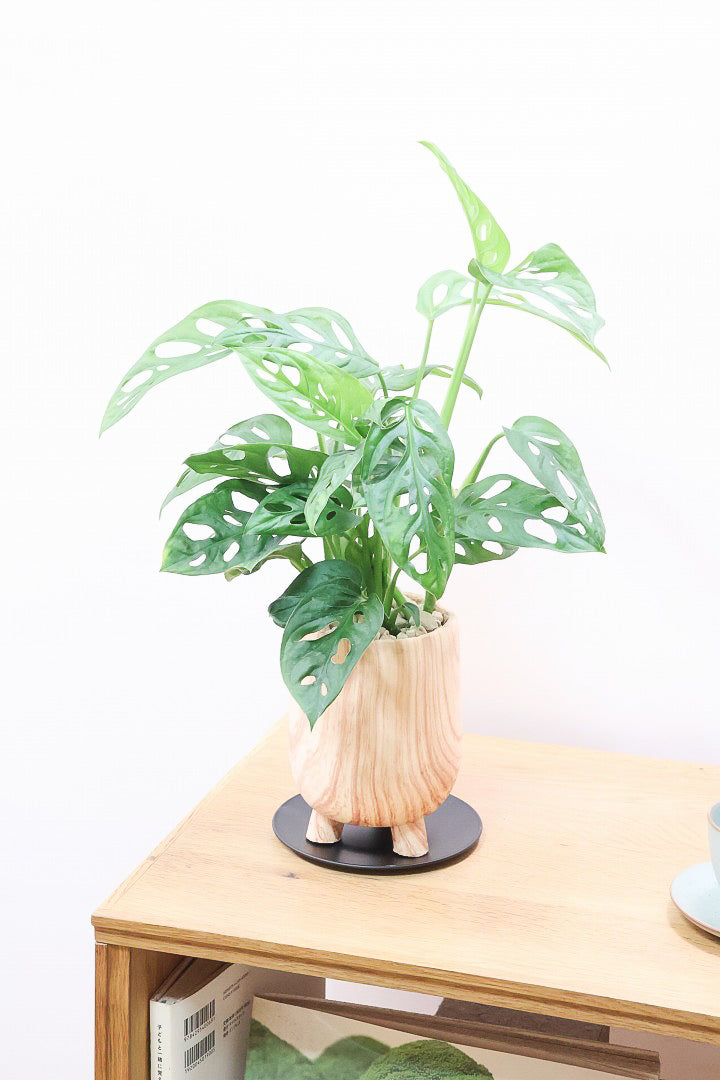 【マドカズラ】全高43cm！モンステラの仲間なんです！木目調のデザインがステキなPOT！脚付きなところもかわいいポイントですよね♪
