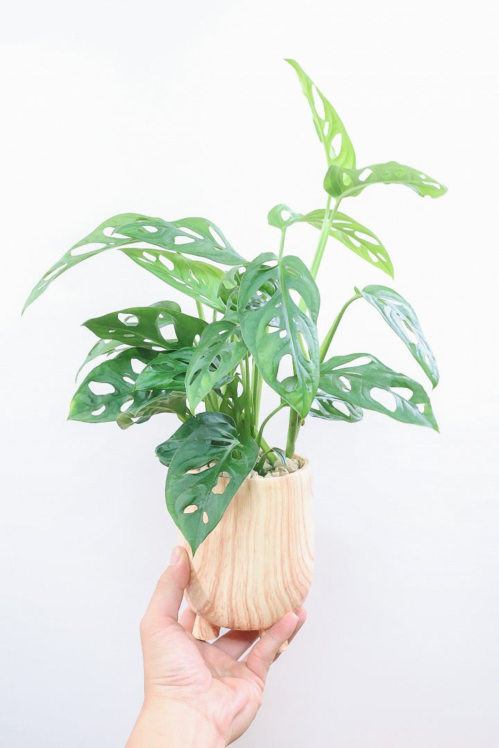 【マドカズラ】全高43cm！モンステラの仲間なんです！木目調のデザインがステキなPOT！脚付きなところもかわいいポイントですよね♪