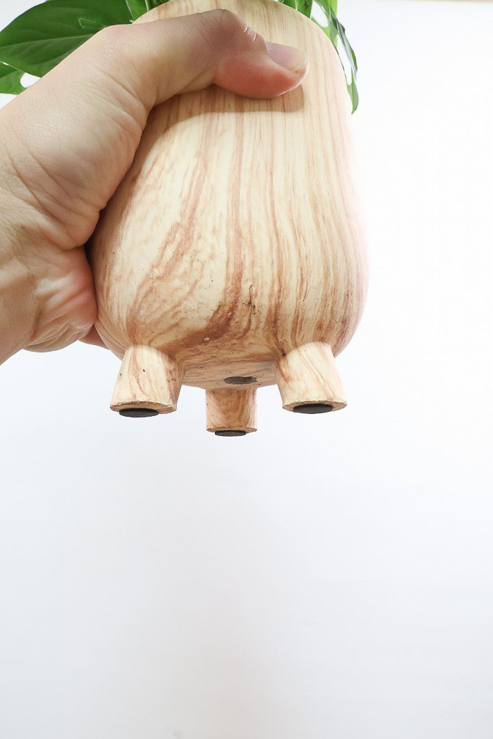 【マドカズラ】全高43cm！モンステラの仲間なんです！木目調のデザインがステキなPOT！脚付きなところもかわいいポイントですよね♪