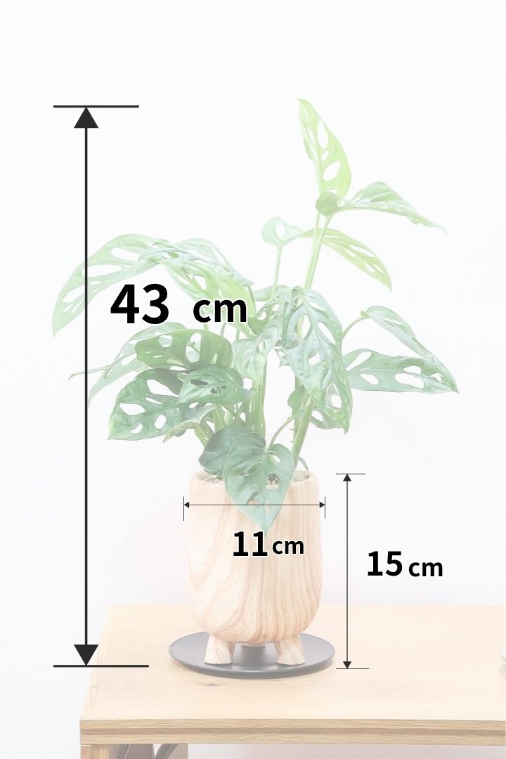 【マドカズラ】全高43cm！モンステラの仲間なんです！木目調のデザインがステキなPOT！脚付きなところもかわいいポイントですよね♪