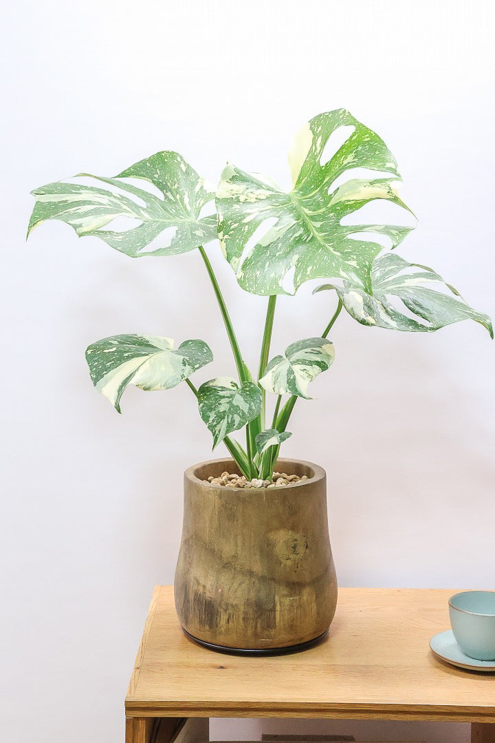 【モンステラ タイコンステレーション】全高60cm！人気の木製POTに植え込みました！今回の葉の模様は極上ですよ！
