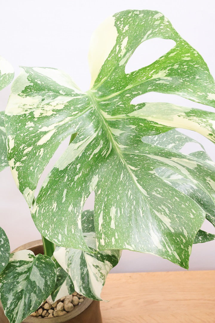 【モンステラ タイコンステレーション】全高60cm！人気の木製POTに植え込みました！今回の葉の模様は極上ですよ！