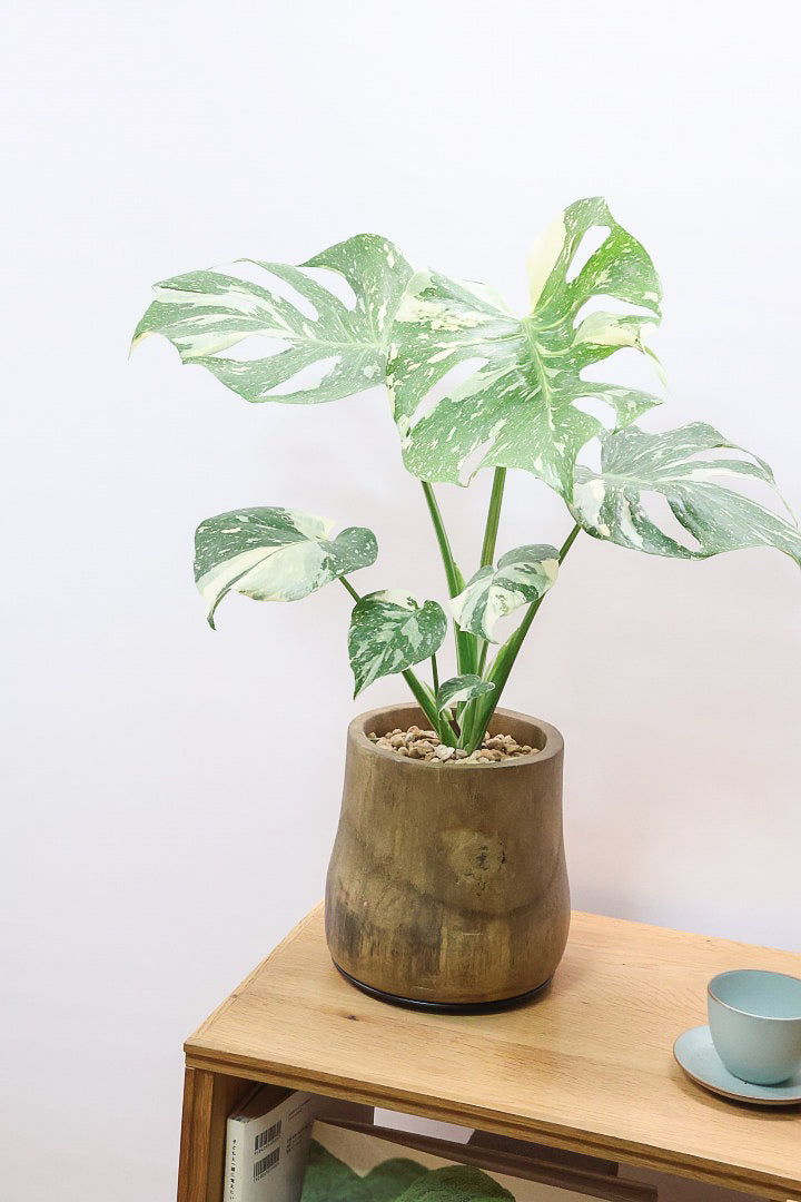 【モンステラ タイコンステレーション】全高60cm！人気の木製POTに植え込みました！今回の葉の模様は極上ですよ！