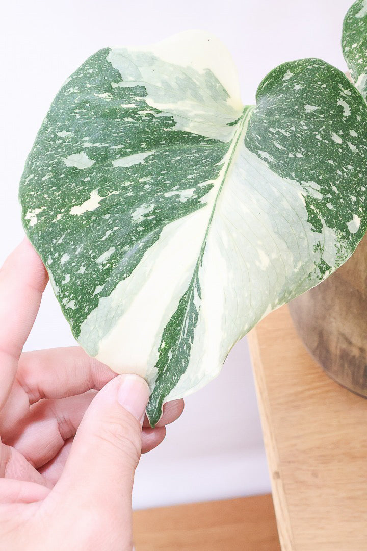 【モンステラ タイコンステレーション】全高60cm！人気の木製POTに植え込みました！今回の葉の模様は極上ですよ！