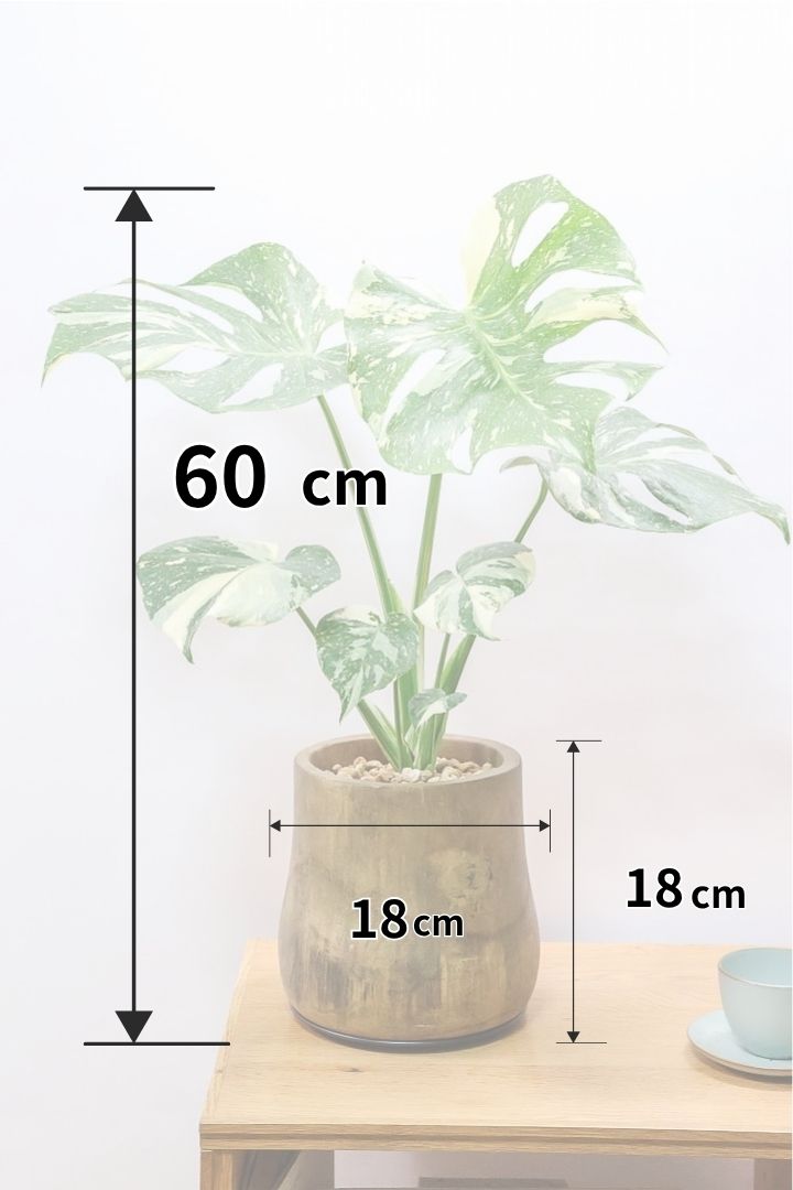 【モンステラ タイコンステレーション】全高60cm！人気の木製POTに植え込みました！今回の葉の模様は極上ですよ！