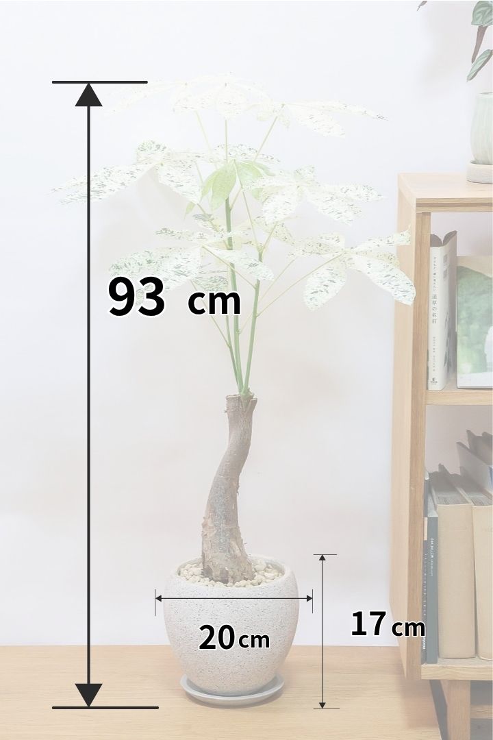 【パキラ ミルキーウェイ】全高93cmの前回よりも少し大きいサイズ！今回もホワイト部分が多めの葉色がバツグンにキレイですのでおススメですよ！