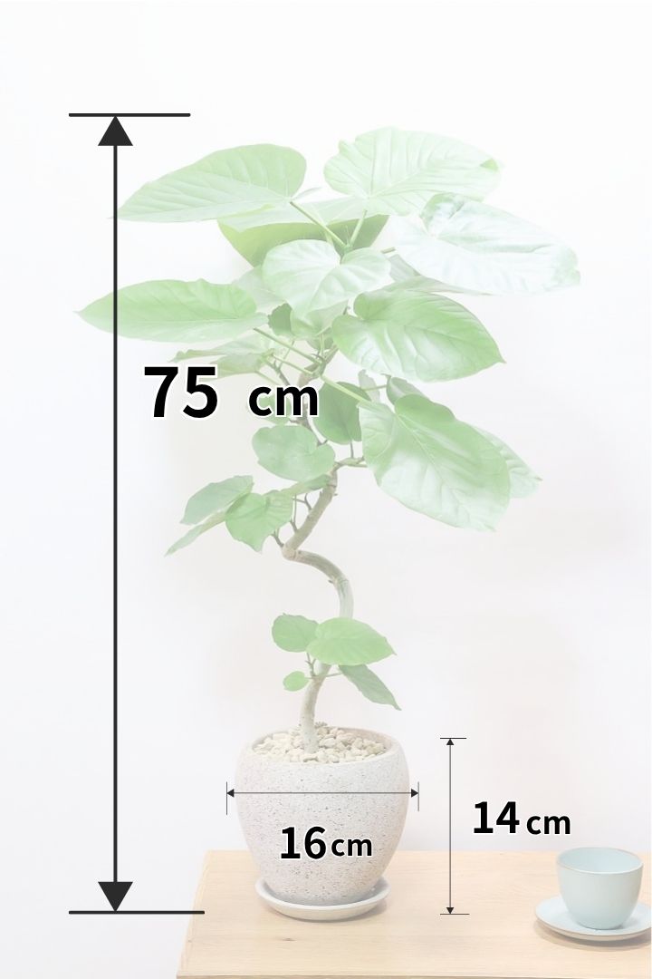 【ウンベラータ】全高75cmのボリュームのあるサイズ！葉が大きくてすごくボリュームがありますのでおススメですよ！