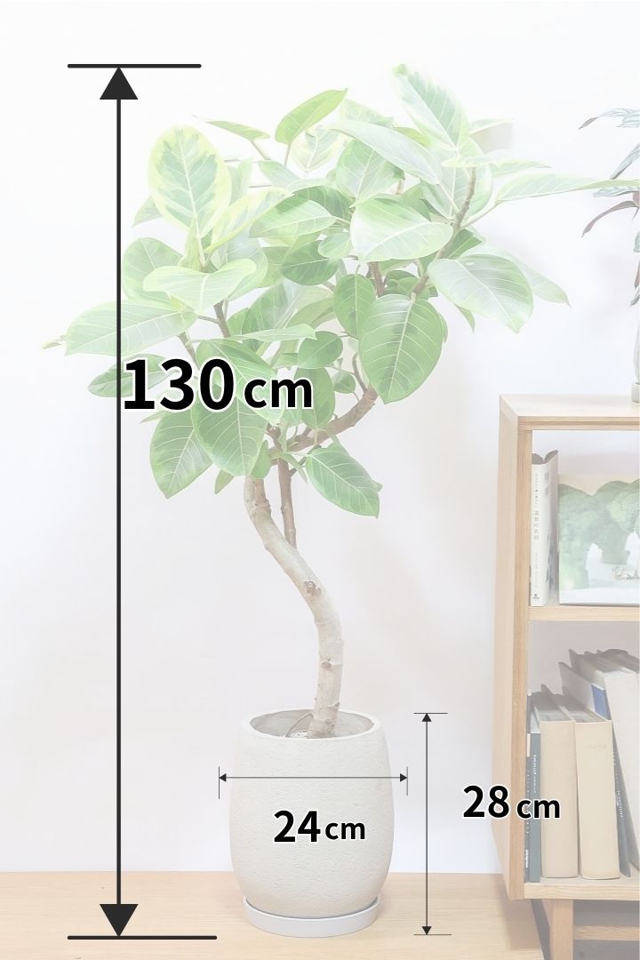 【アルテシマ】全高130cmのBIG-サイズ！これはめちゃくちゃカッコイイ！幹のカーブやバランスを見ても最高の一言です！