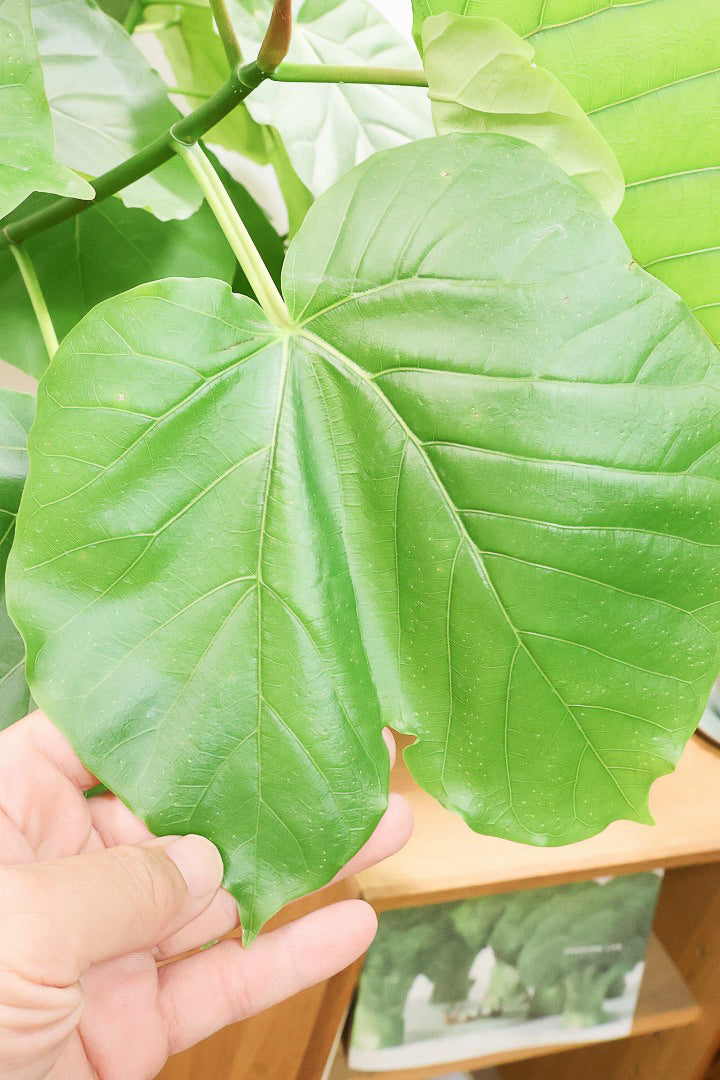【ウンベラータ】全高140cmの存在感のあるタイプ！今回はなんと言っても幹が太い！これはお値打ちだと思いますよ！