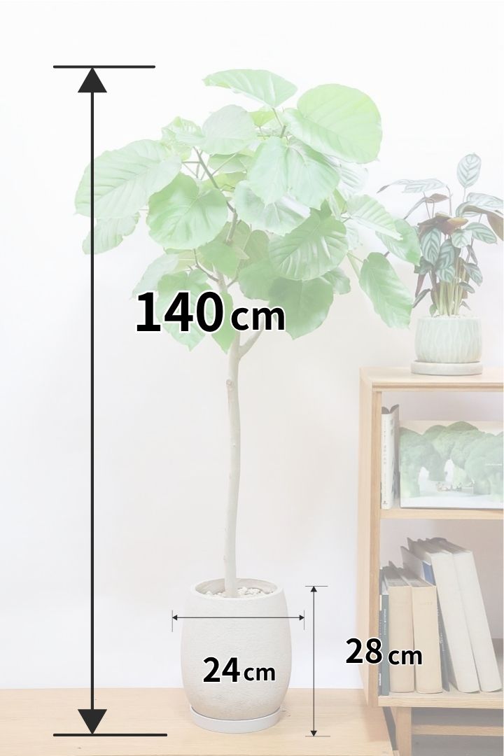 【ウンベラータ】全高140cmの存在感のあるタイプ！今回はなんと言っても幹が太い！これはお値打ちだと思いますよ！