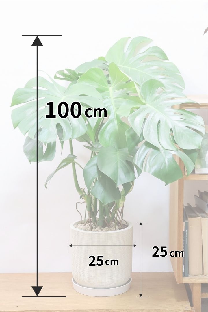 【モンステラ】全高100cmのボリュームがあるてイプ！葉の切れ込みが最高に美しい！しかもボリュームがありますので、存在感があります！