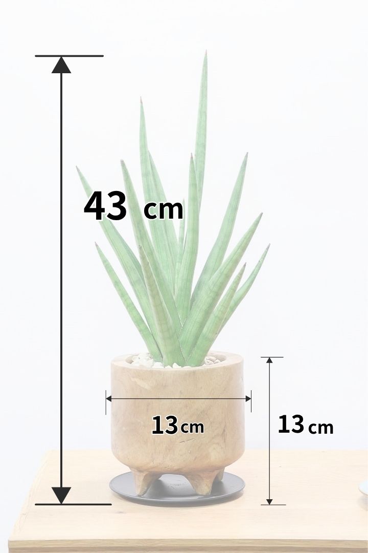 【サンスベリア グラシリス 】全高43cm！シルバー系の葉が美しくバランスがイイ個体！しかも人気の脚付き木製のPOTです！とてもいい状態ですのでぜひともご検討ください！