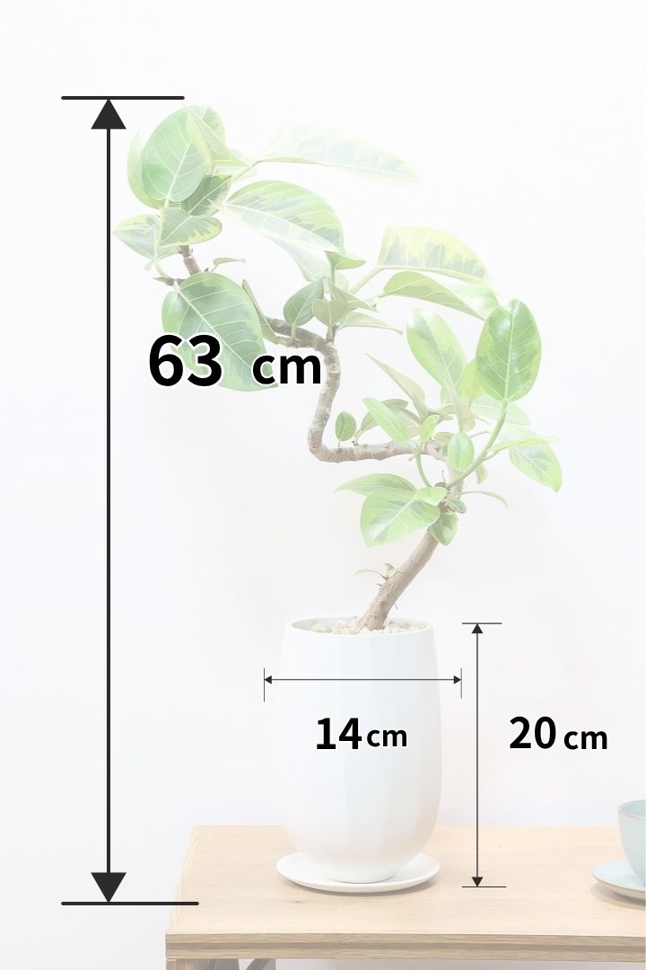 【フィカス アルテシマ】全高63cm！寄生的な樹形！このような樹形は今回が最初で最後だと思います！