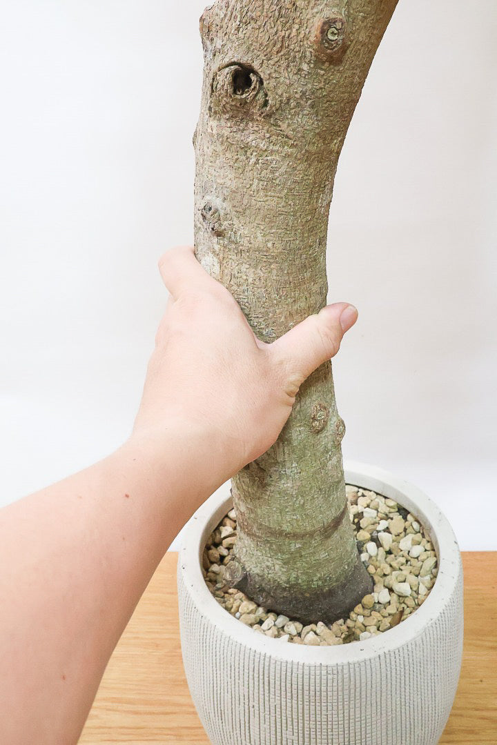 【パンダガジュマル】全高98cmの極太な幹！ここまで幹が太い個体は今回限りです！幹好きな方はぜひ！