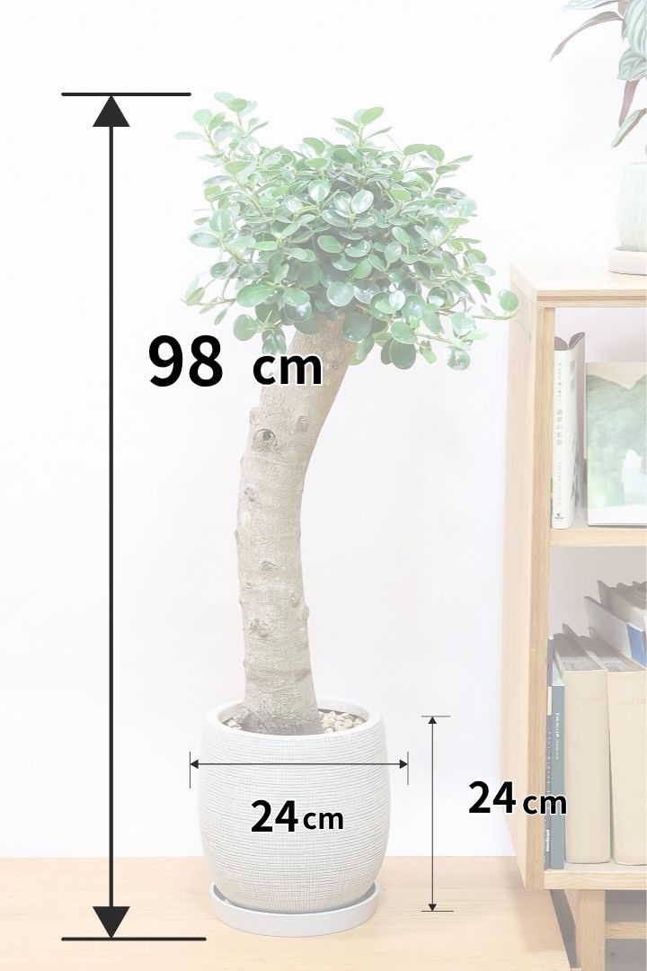 【パンダガジュマル】全高98cmの極太な幹！ここまで幹が太い個体は今回限りです！幹好きな方はぜひ！