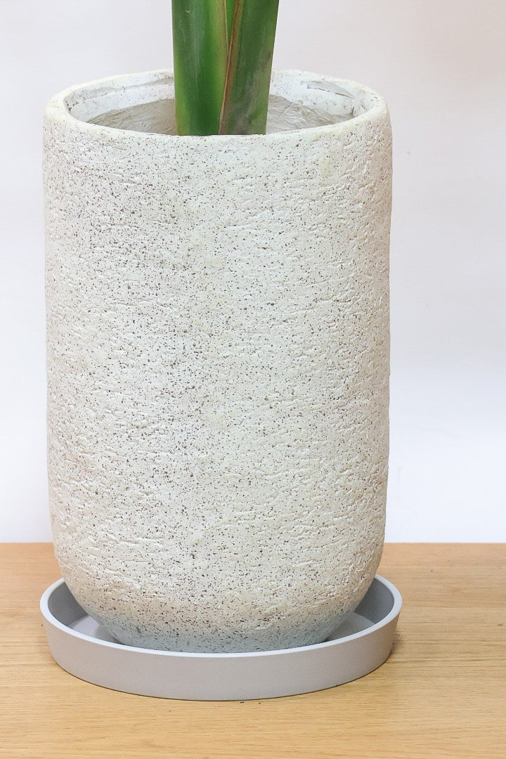 【オーガスタ】全高120cmのスリムでスタイリッシュな樹形！このタイプのオーガスタはめったに入荷しませんのでこの機会にぜひ！