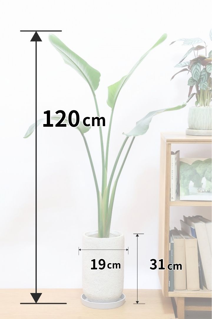 【オーガスタ】全高120cmのスリムでスタイリッシュな樹形！このタイプのオーガスタはめったに入荷しませんのでこの機会にぜひ！