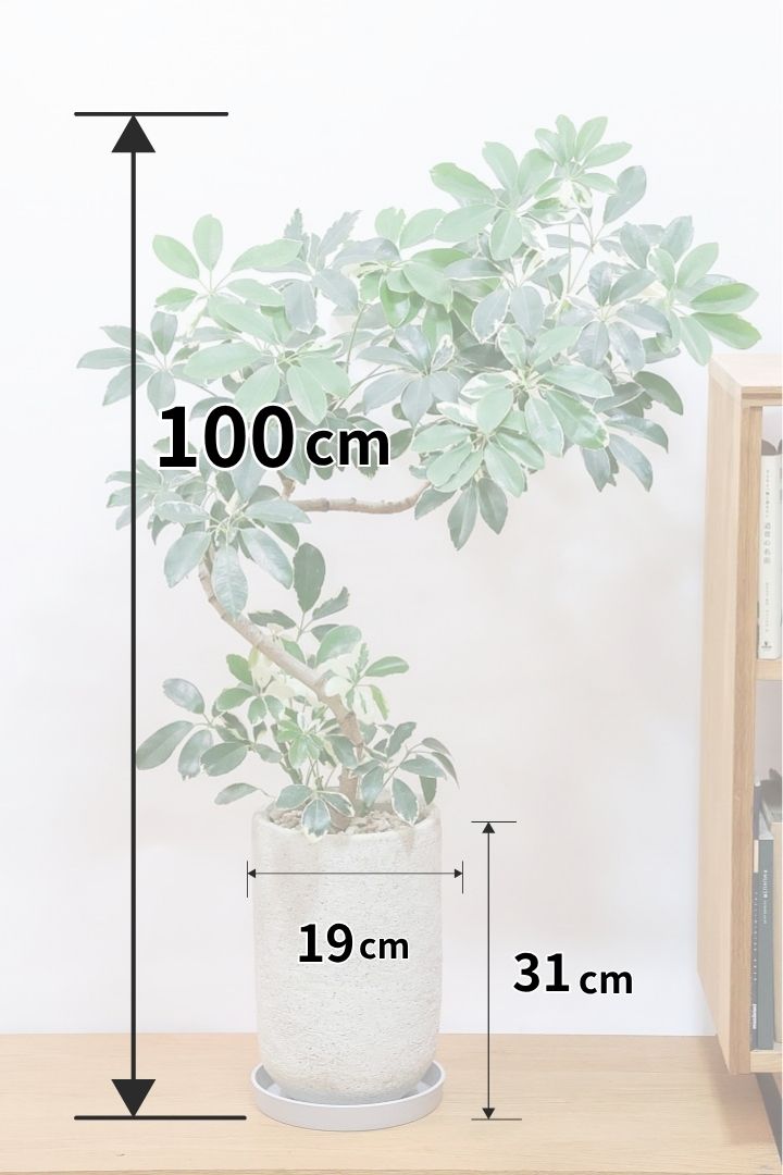【シェフレラ ミルキー】全高100cmのBIGサイズ！ロングPOTとスタイリッシュな樹形のバランスがイイ感じです！