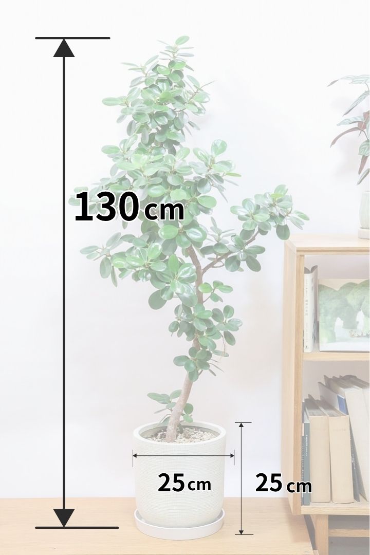 【パンダガジュマル】全高130cmのレアなBIGサイズ！しかも今回の樹形は素晴らしい！この樹形は一期一会です！ガジュマルの中でも更に極小のかわいい葉♪